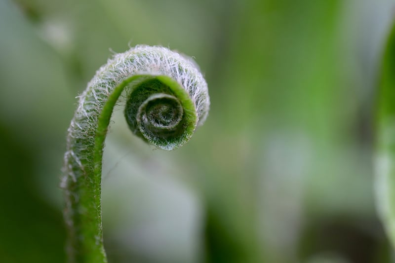 Tips for Growth